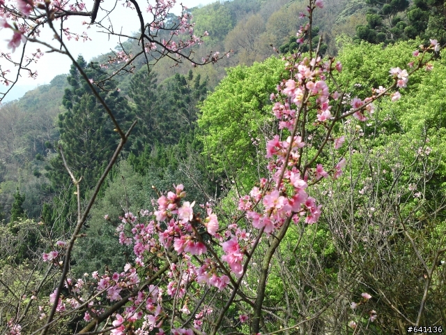 有光線就是猛~~C905陽明山花季隨手拍~