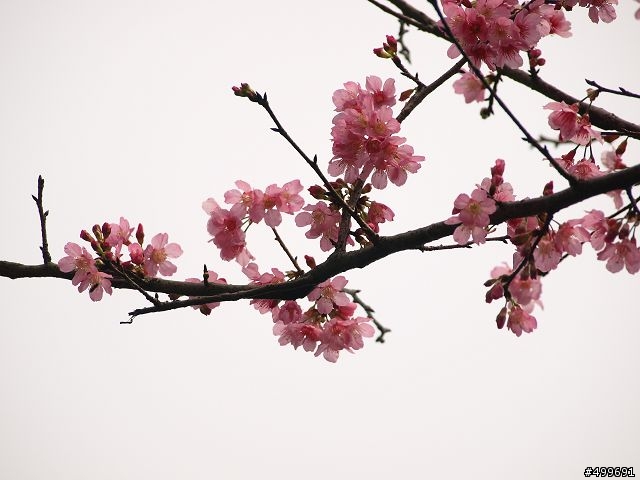 Kit 照櫻花