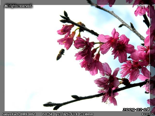 來貼圖吧！2009 櫻 ~