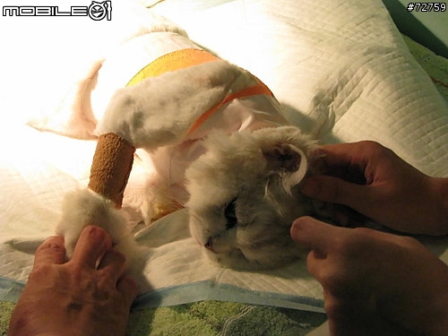 Nini與惡性腫瘤奮鬥過程全記錄(5/23更新-完結篇 詳情請看第一頁)