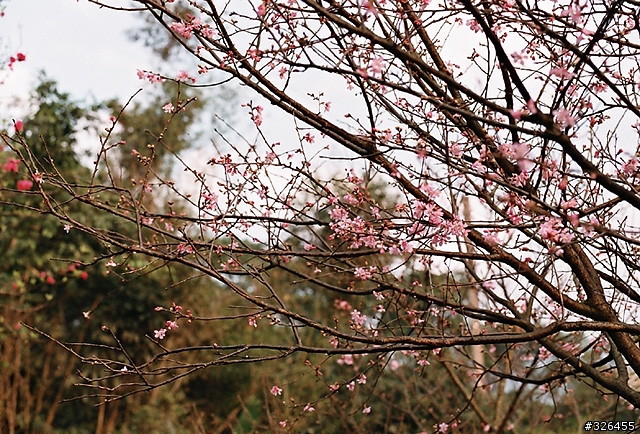 三板橋賞櫻花 [探路兼拍照,有天元宮的花況]