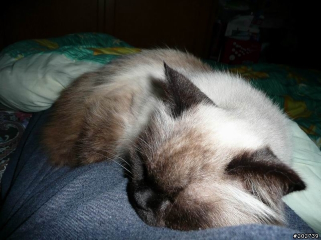 長得像猴子的喵咪