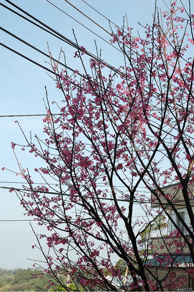 已結束"巴拉卡之一點都不休閒賞櫻"外加"三芝老地方"