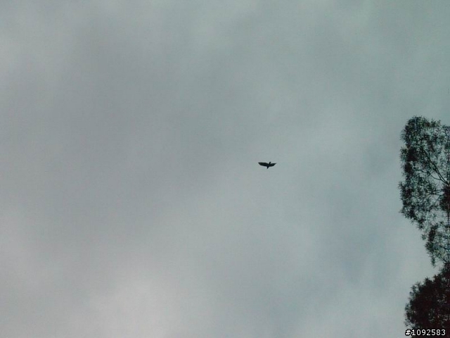 日系小鋼砲-MICHEL 601上碧山岩賞鷹