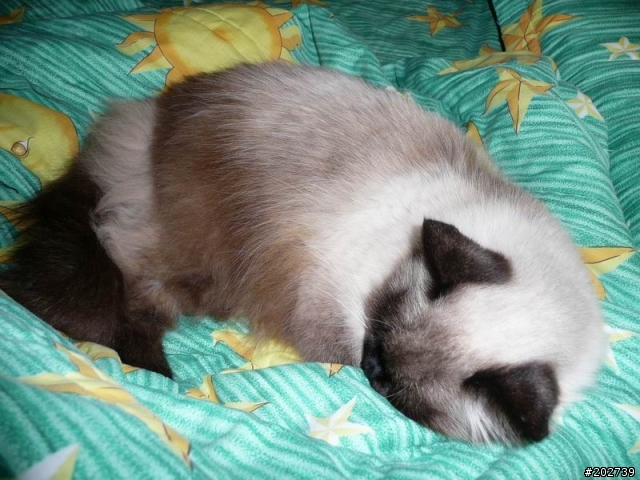 長得像猴子的喵咪