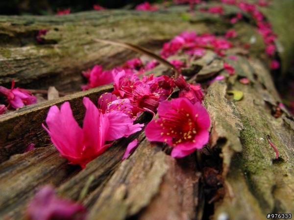 [分享]漫步．櫻花雨路:莫名其妙之中正山越嶺復興三路