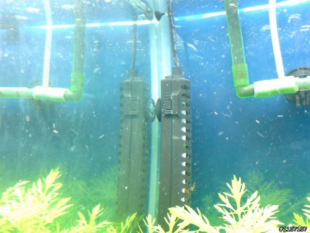[水草缸]這是怎麼一回事??