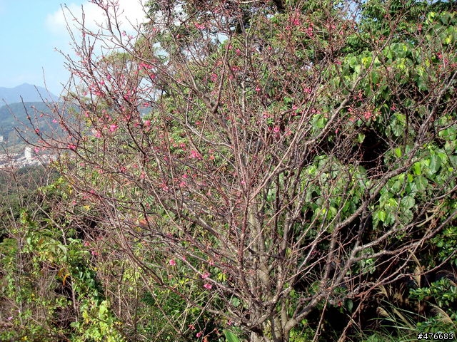 中正山櫻花快報................攝郎們請注意.....