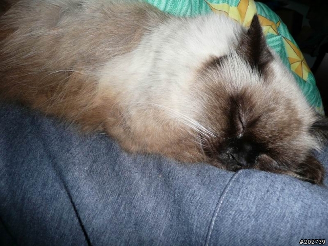 長得像猴子的喵咪