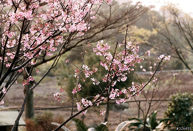 三板橋賞櫻花 [探路兼拍照,有天元宮的花況]