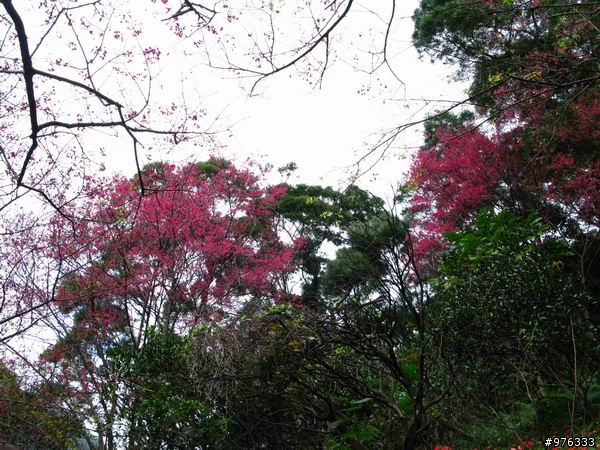 [分享]漫步．櫻花雨路:莫名其妙之中正山越嶺復興三路
