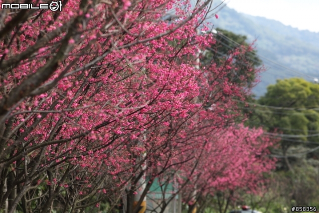 坐捷運就可以賞櫻花的好地方----我家後院 淡水鄧公路