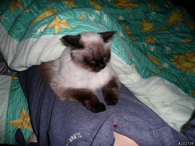 長得像猴子的喵咪