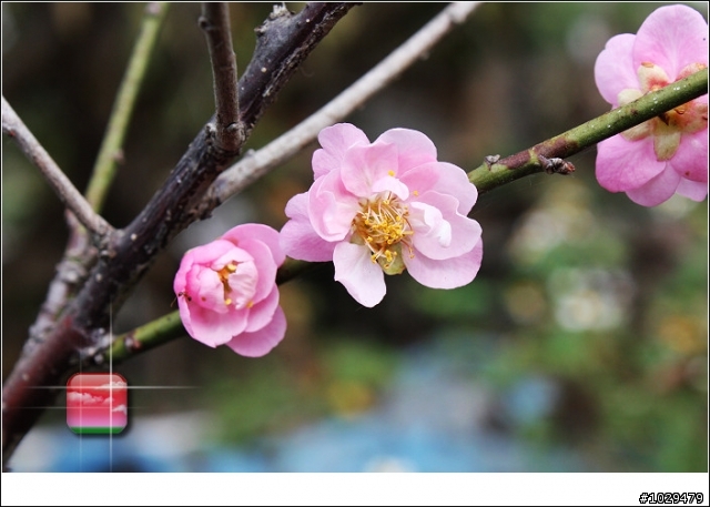 [超級不專業開箱文]CANON 450D 18~55&55~250雙鏡