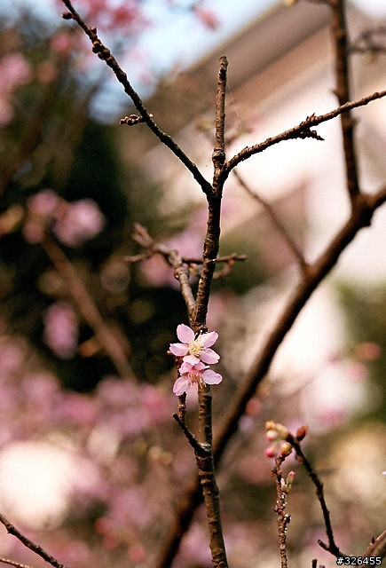 三板橋賞櫻花 [探路兼拍照,有天元宮的花況]