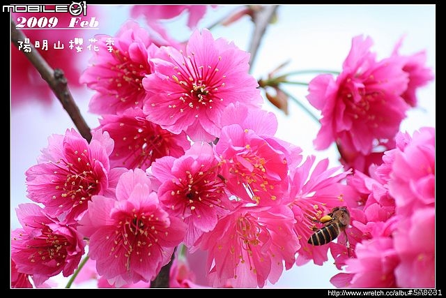 2009陽明山櫻花季