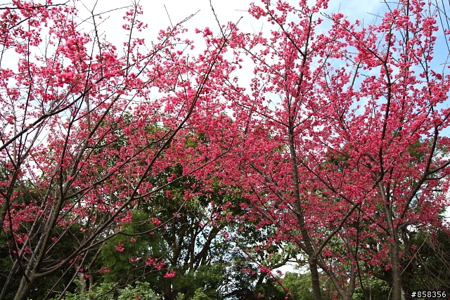 5DII 與淡水櫻花