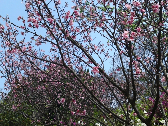 有光線就是猛~~C905陽明山花季隨手拍~