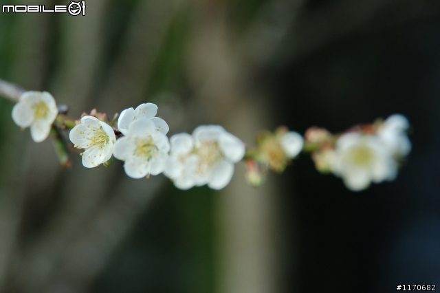 賞梅花趣