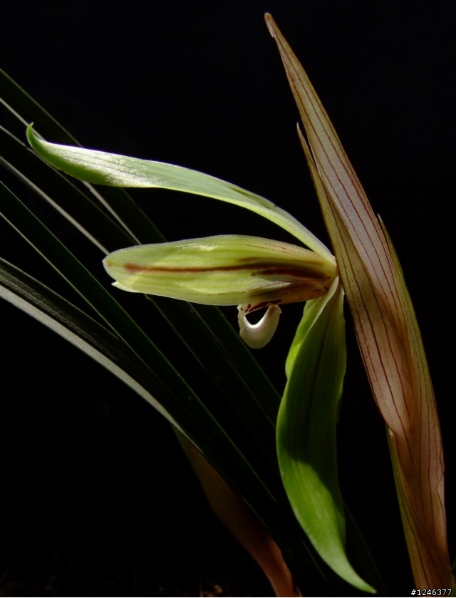 用fuji9600拍的兰花～～兰花