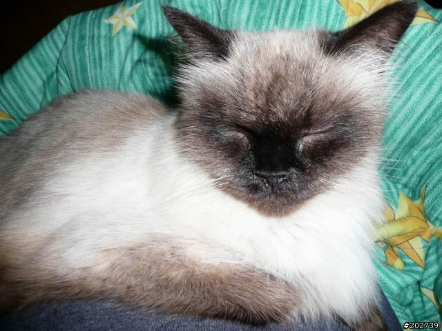 長得像猴子的喵咪