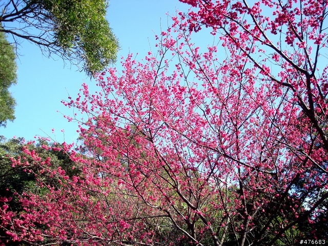中正山櫻花快報................攝郎們請注意.....