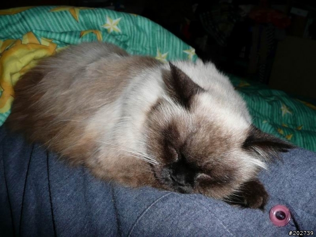 長得像猴子的喵咪