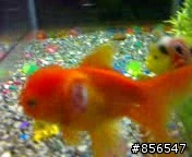 我家金魚受傷了........請大家告訴我該如何讓他康復呢?