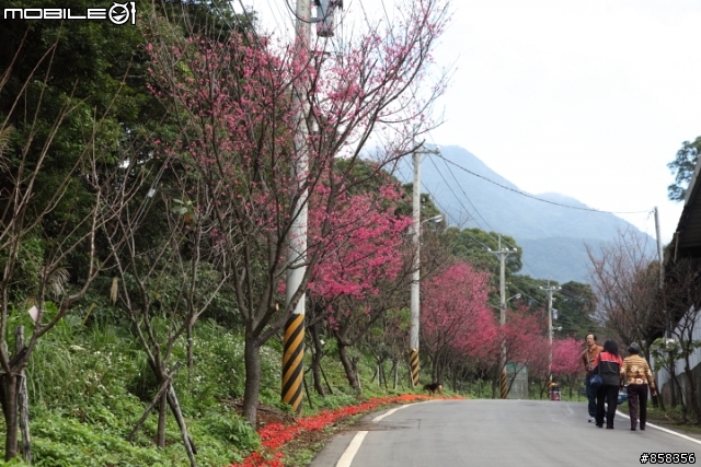 坐捷運就可以賞櫻花的好地方----我家後院 淡水鄧公路