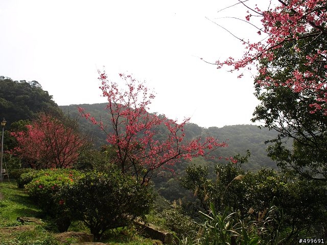 Kit 照櫻花