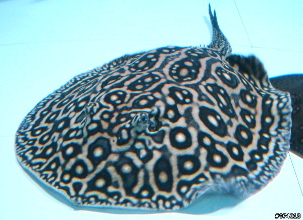 ～．新入的寵物魚．新增 15 樓生小寶寶的喜悅分享．～
