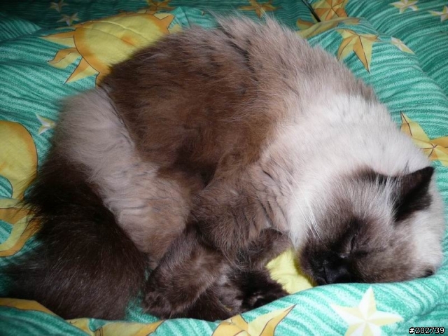 長得像猴子的喵咪