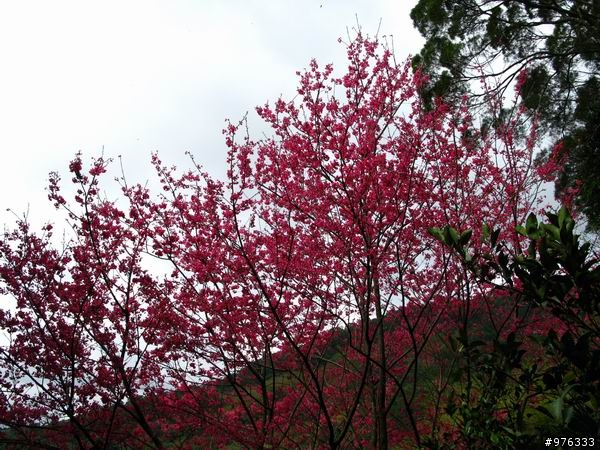 [分享]漫步．櫻花雨路:莫名其妙之中正山越嶺復興三路