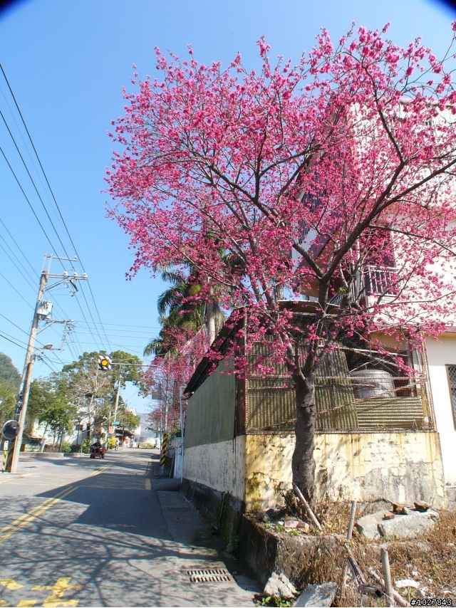 台中.東勢.士林.象鼻.梅園.天狗.司馬限林道.大湖.台中