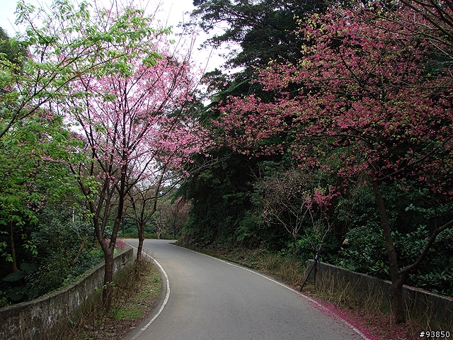 三板橋古道+金山總督溫泉賞櫻遊記 圖很多
