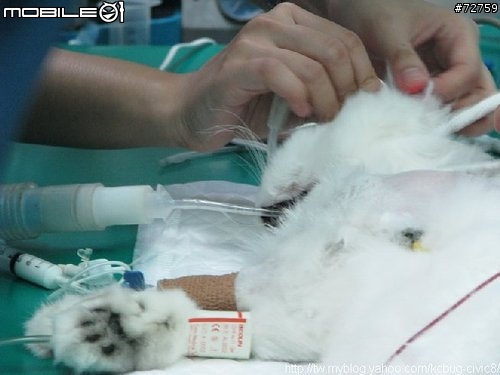 Nini與惡性腫瘤奮鬥過程全記錄(5/23更新-完結篇 詳情請看第一頁)