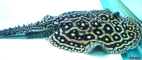 ～．新入的寵物魚．新增 15 樓生小寶寶的喜悅分享．～