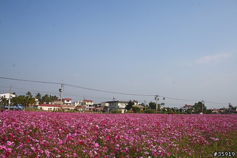 [分享] 美濃花旅與17公里海岸線(組圖)