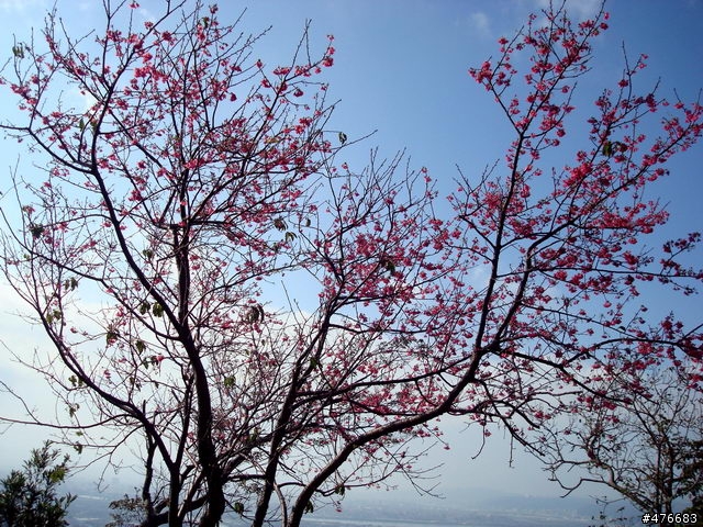 中正山櫻花快報................攝郎們請注意.....