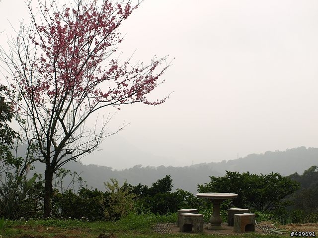 Kit 照櫻花