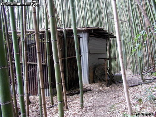 新竹縣尖石鄉泰崗野溪溫泉一日遊