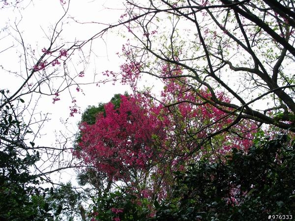 [分享]漫步．櫻花雨路:莫名其妙之中正山越嶺復興三路