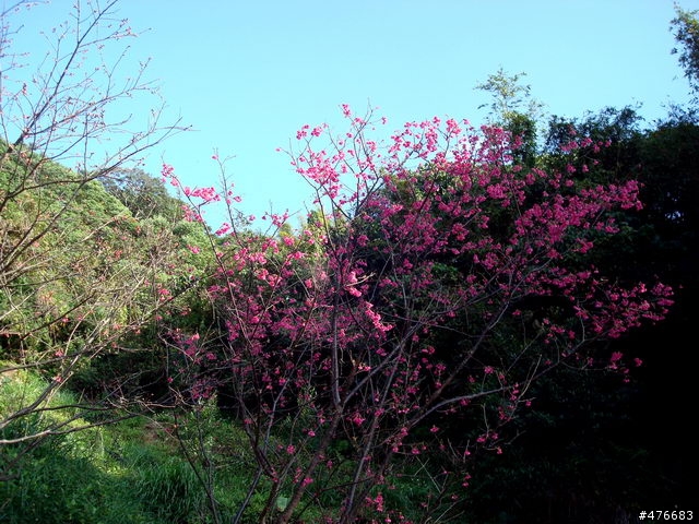 中正山櫻花快報................攝郎們請注意.....