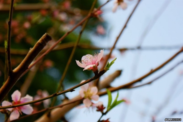 這是櫻花嗎??