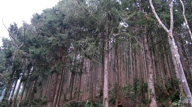 嘉義市 大華公路→石桌→奮起湖→阿里山公路→嘉義市
