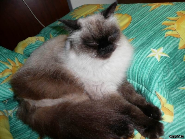 長得像猴子的喵咪