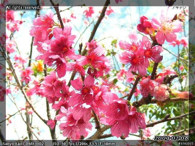 來貼圖吧！2009 櫻 ~