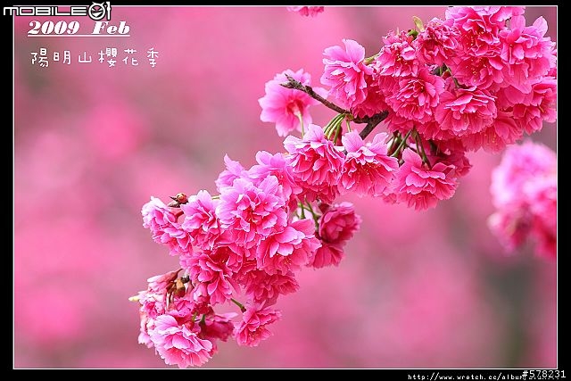 2009陽明山櫻花季