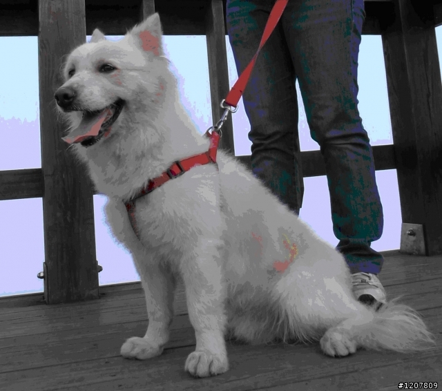 *已找回*拜託協尋中型狐狸犬(有照片)，走失地點:三重市龍門路 三德公園附近