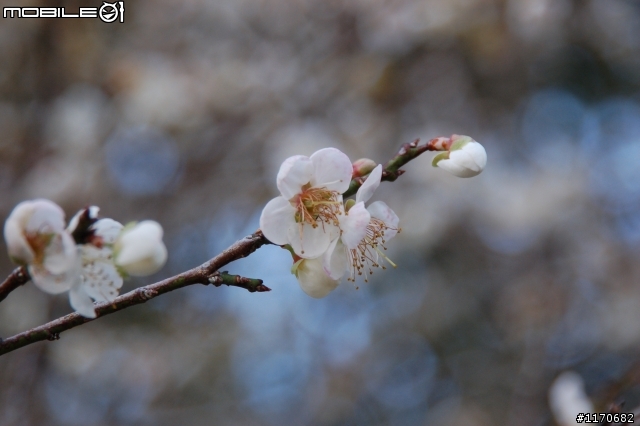 賞梅花趣
